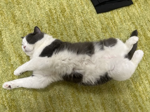 ネコ
